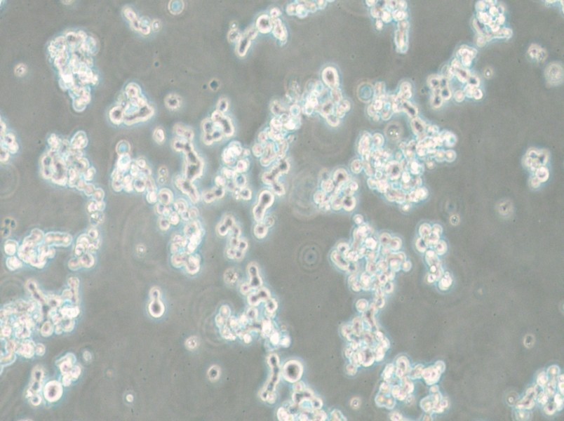 NCI-H82 [H82] Cell Complete Medium - small - 4