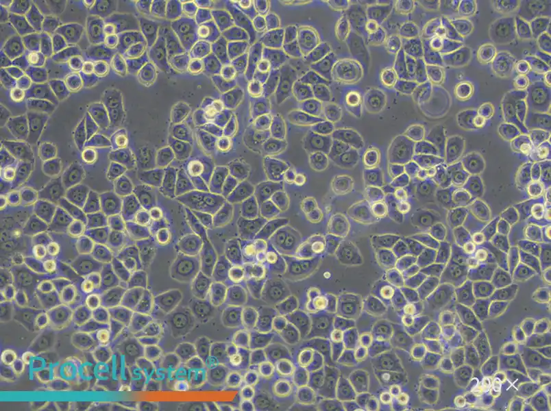 MDA-MB-468 (L15) Cell Complete Medium - 5