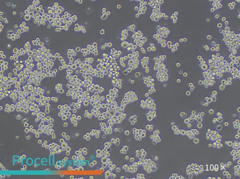 MDA-MB-453 (DMEM) Cell Complete Medium - 1