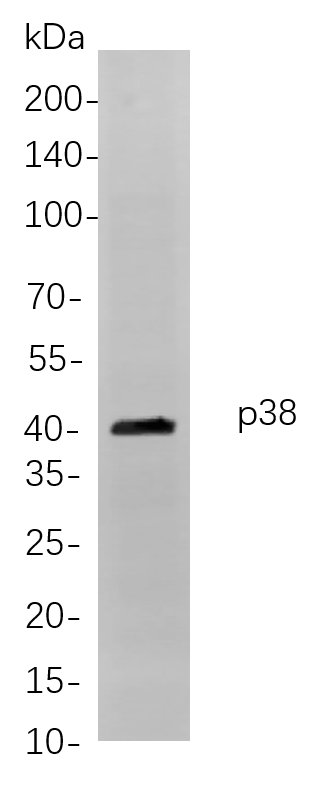 Recombinant p38 Monoclonal Antibody-searchlist-1