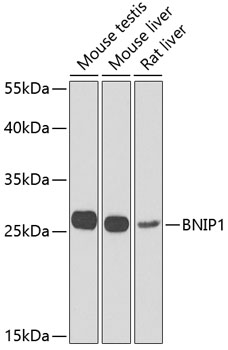 Western blot analysis of extracts of various cell lines using BNIP1 Polyclonal Antibody at 1:1000 dilution.