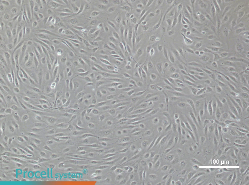 Human Cardiac Microvascular Endothelial Cell Complete Medium - 1