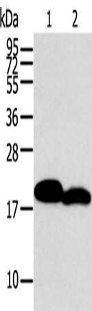 Western Blot analysis of Mouse heart and skin tissue using MYL2 Polyclonal Antibody at dilution of 1:400