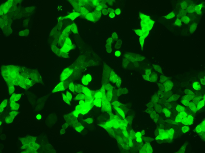 SW620-GFP (L15) Cell Complete Medium - 5