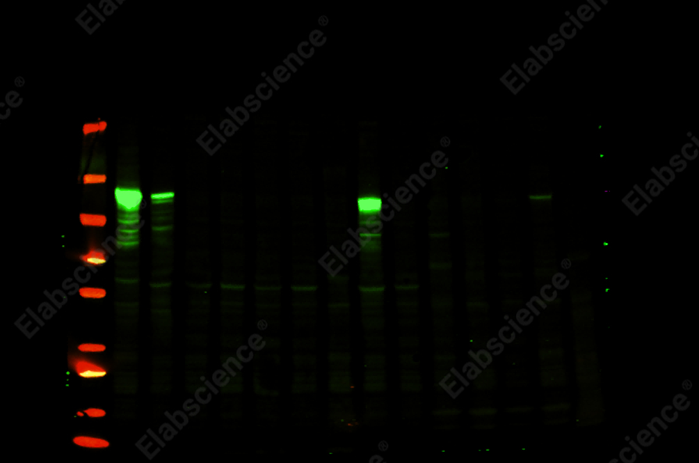 Recombinant NLRP3 Monoclonal Antibody - 3