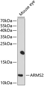 Western blot analysis of extracts of mouse eye using ARMS2 Polyclonal Antibody at 1:1000 dilution.