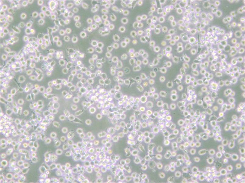 ARH-77 Cell Complete Medium - small - 6
