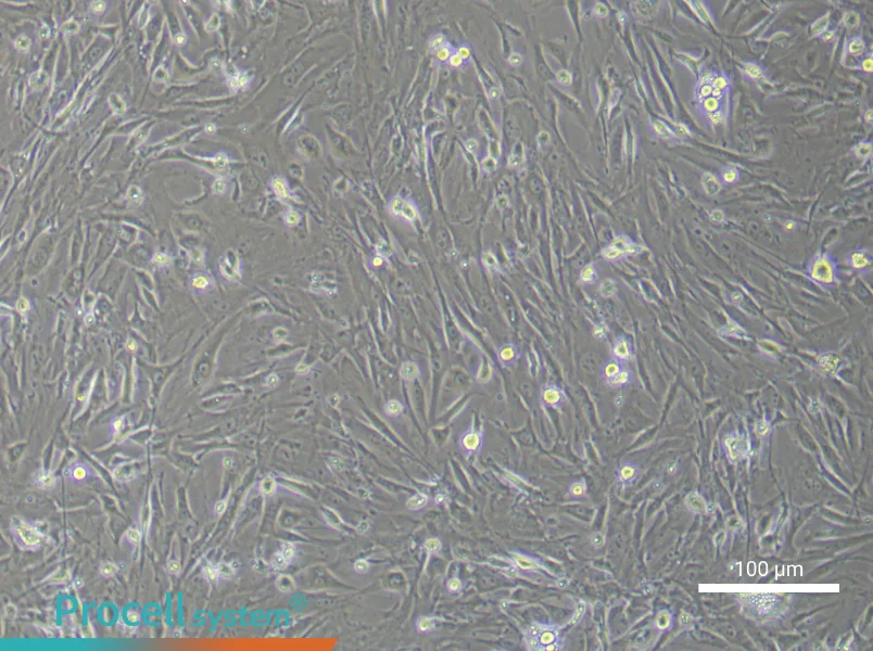 Mouse Brown Adipose-Derived Stem Cell Complete Medium - 2