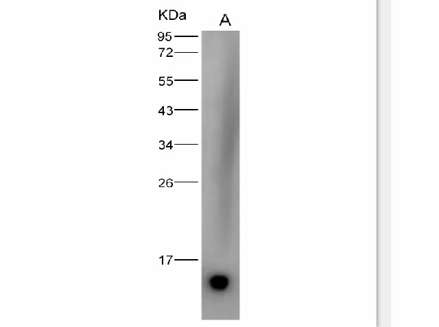 Western Blot analysis of Recombinant DENV (type 2, strain New Guinea C/PUO-218 hybrid) E / Envelope Protein (Domain III, His Tag)(PKSV030125 with 30ng) using Anti-Dengue virus DENV-2(Strain New Guinea C/PUO-218 hybrid) E/Envelope Protein(Domain III) Monoclonal Antibody at dilution of 1:2000.