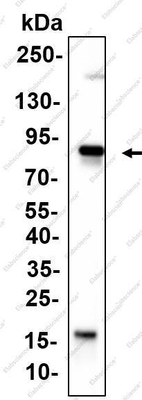 Recombinant ANAG Monoclonal Antibody - 2