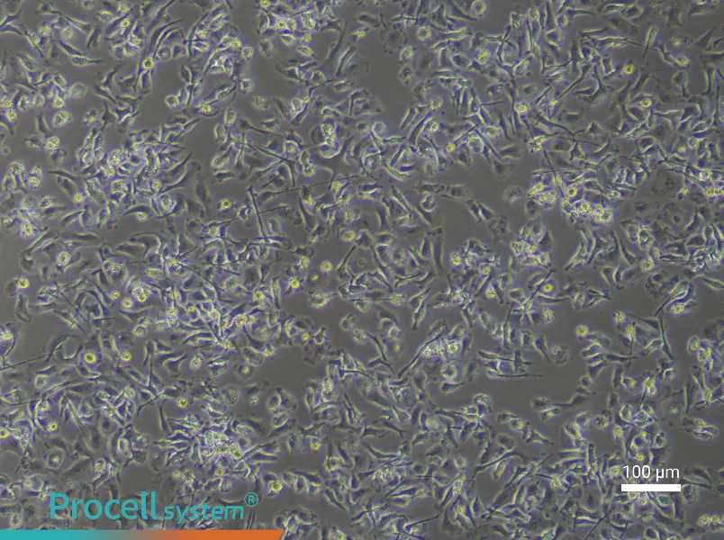 Mouse Renal Macrophage Complete Medium - 3