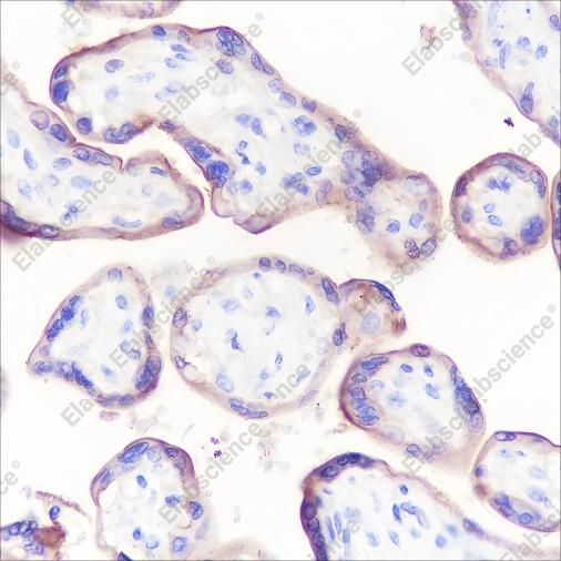 Recombinant CD47 Monoclonal Antibody - 3