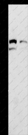 MVP Polyclonal Antibody - 1