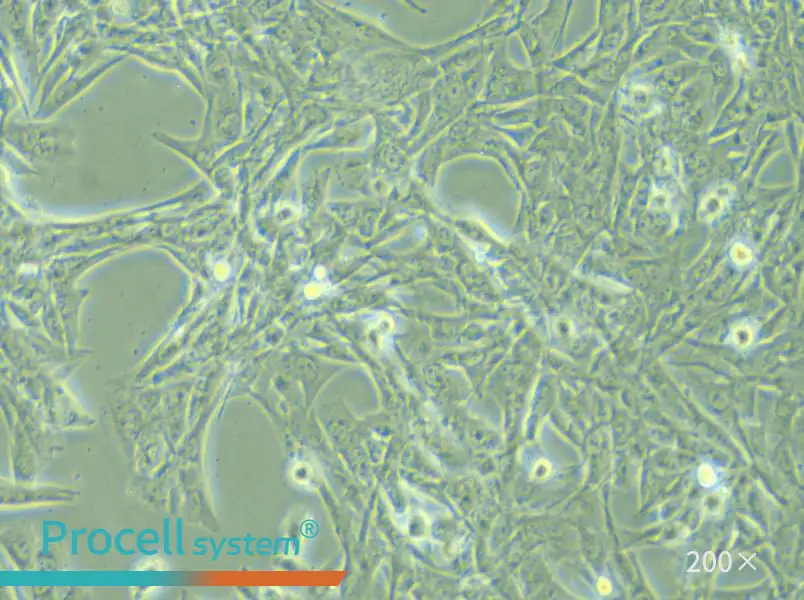 NCI-H1975 Cell Complete Medium - small - 5