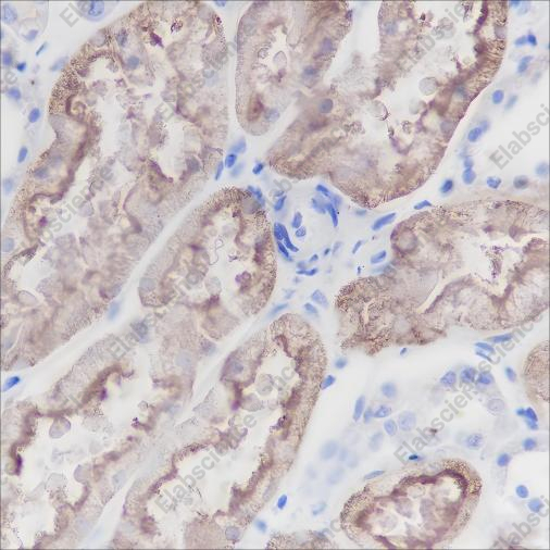 Recombinant CD13 Monoclonal Antibody - 3