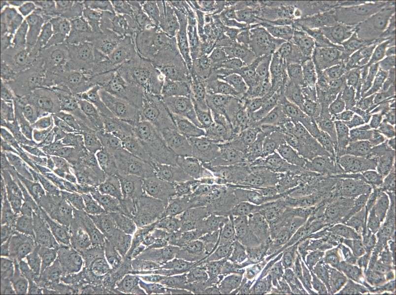 NCI-H2444 Cell Complete Medium - small - 7