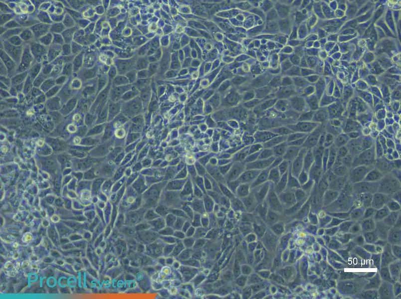 Mouse Placental Chorionic Trophoblast Cell Complete Medium - 4