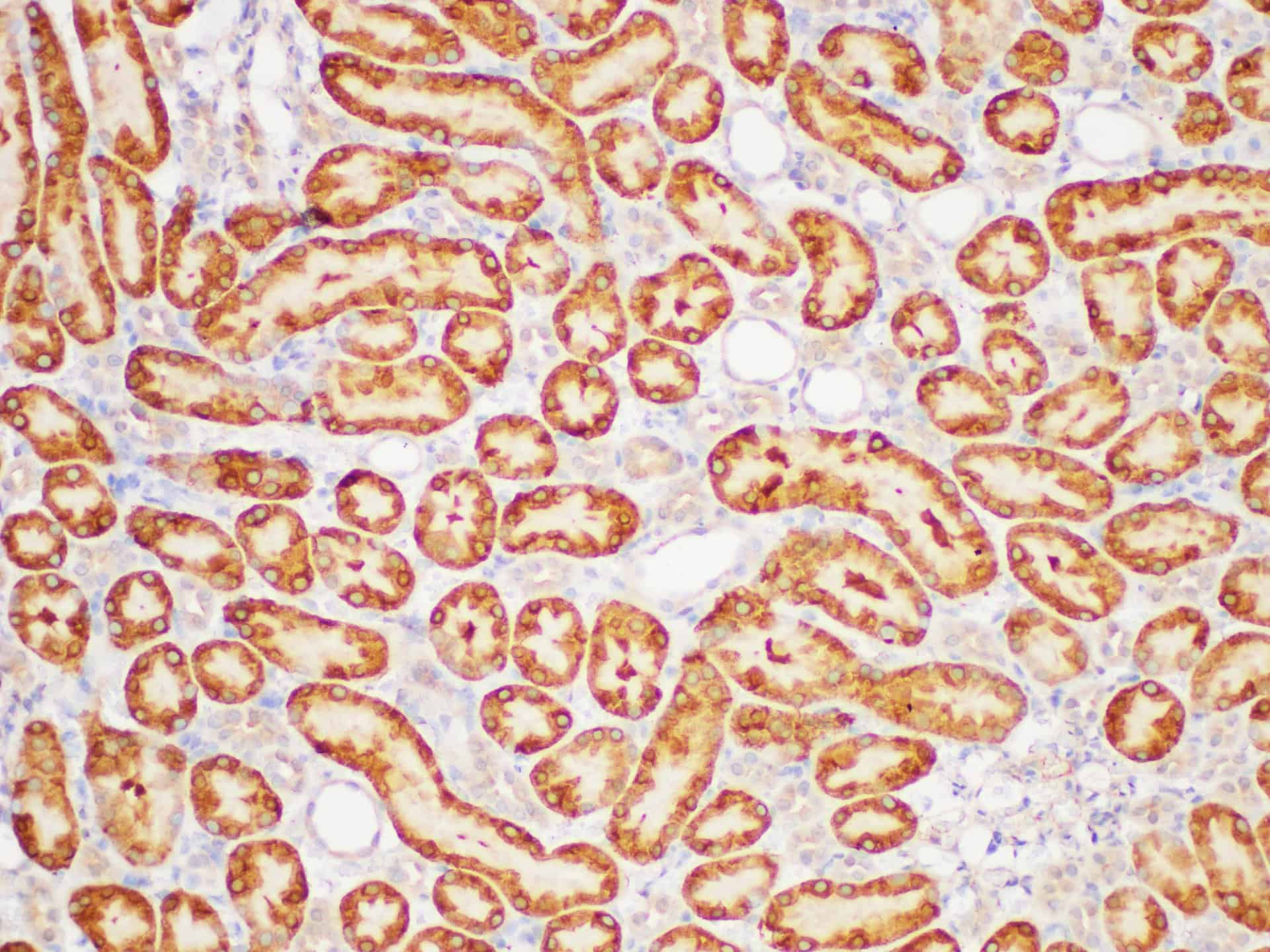 AF/LE Purified Anti-Human CD14 Antibody[M5E2]-产品推荐-1