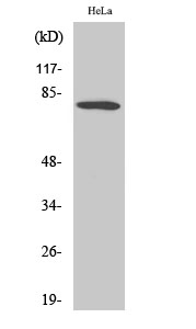 Western Blot analysis of Hela cells using FoxO1 Polyclonal Antibody at dilution of 1:500.