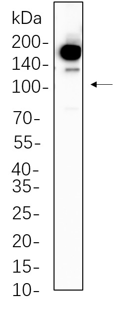 Recombinant Phospho-Met (Tyr1234/1235) Monoclonal Antibody-searchlist-1