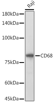 Western blot analysis of extracts of Raji cells using CD68 Polyclonal Antibody at 1:1000 dilution.