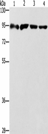 Western blot analysis of 293T cells Jurkat cells Raji cells hela cells  using ZBTB10  Polyclonal Antibody at dilution of 1:1000