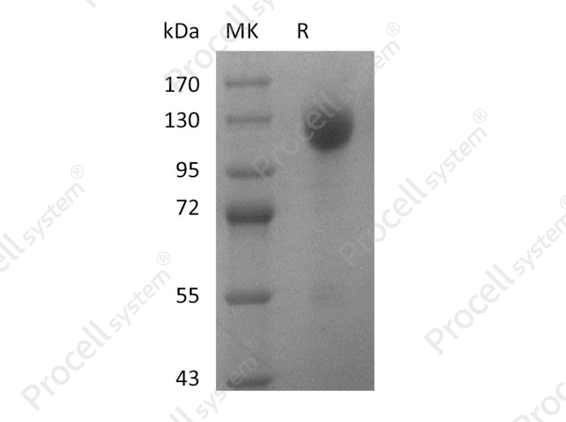 Wnt-3a, Human, Recombinant
