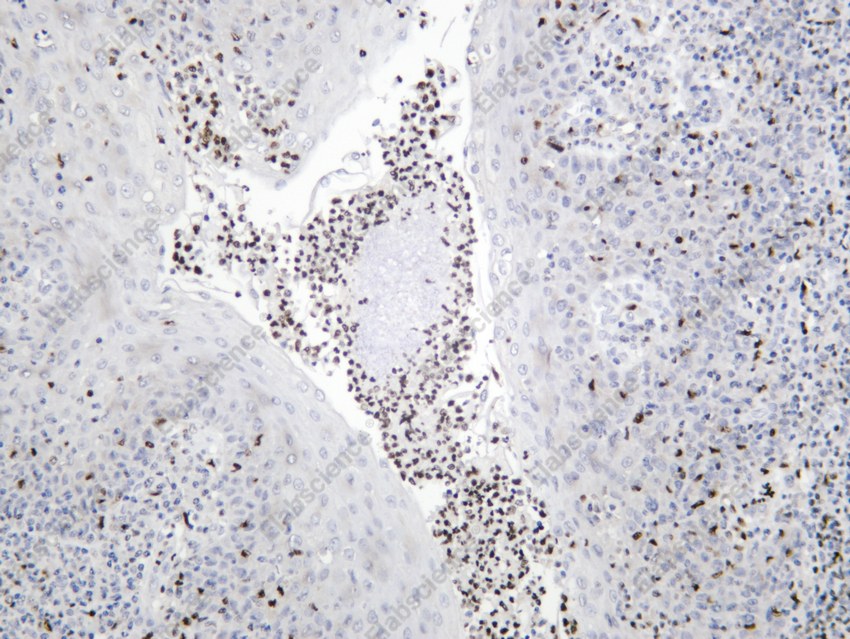 Recombinant PU.1 Monoclonal Antibody - 2