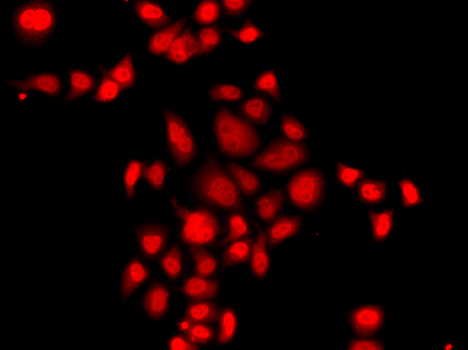 Immunofluorescence analysis of A549 cells using MLF1 Polyclonal Antibody