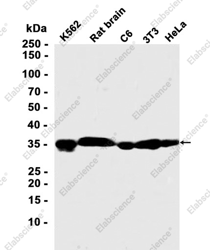 Recombinant DNAJB6 Monoclonal Antibody - 1