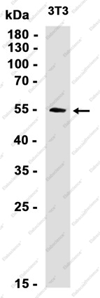 Recombinant TXNRD1 Monoclonal Antibody - 2