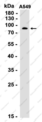 Recombinant IKK beta Monoclonal Antibody - 2