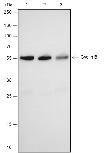 Recombinant Cyclin B1 Monoclonal Antibody-searchlist-1