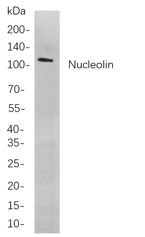 Recombinant Nucleolin Monoclonal Antibody-searchlist-1