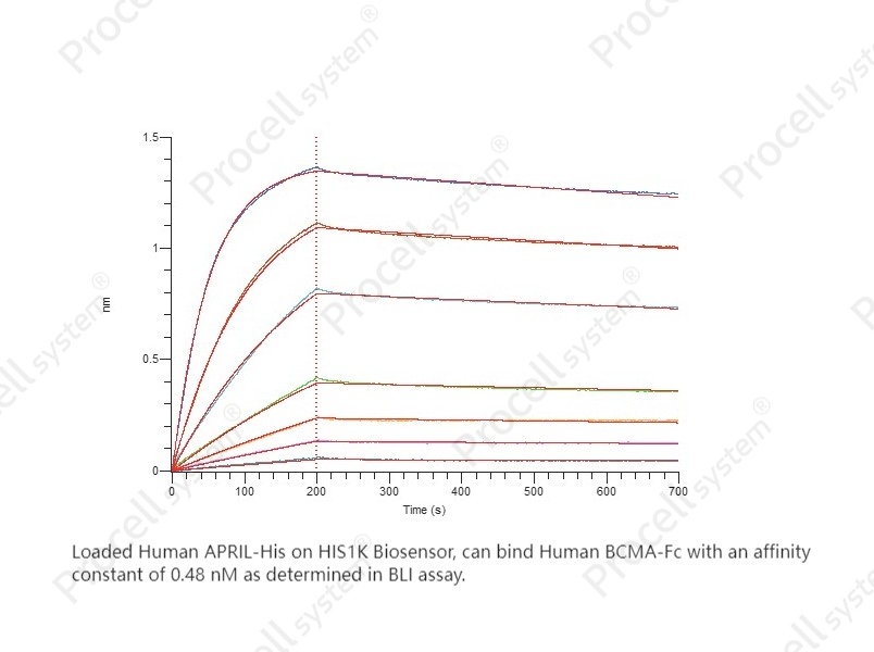 BCMA/TNFRSF17 (C-Fc), Human, RecombinantBCMA/TNFRSF17 (C-Fc), Human, Recombinant - 2