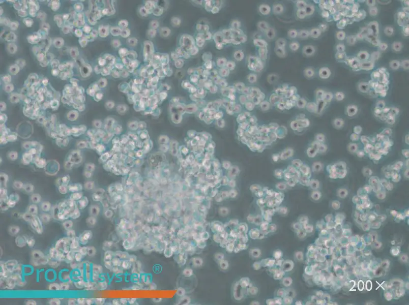 BC-3 Cell Complete Medium - small - 5