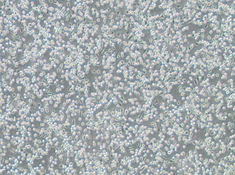 NCTC 1469 Cell Complete Medium - 2
