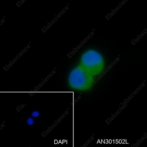 Recombinant CTEN Monoclonal Antibody - 4