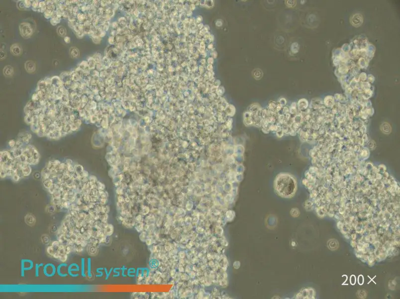 NCI-H716 [H716] Cell Complete Medium - small - 6