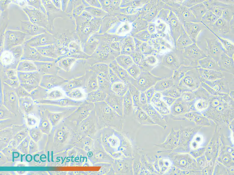 NCI-H226 [H226] Cell Complete Medium - 6