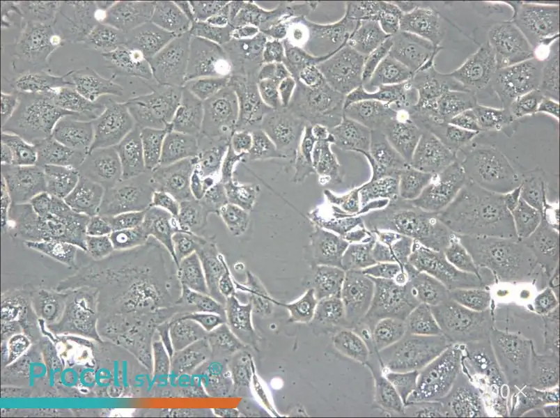 NCI-H1693 Cell Complete Medium - 4