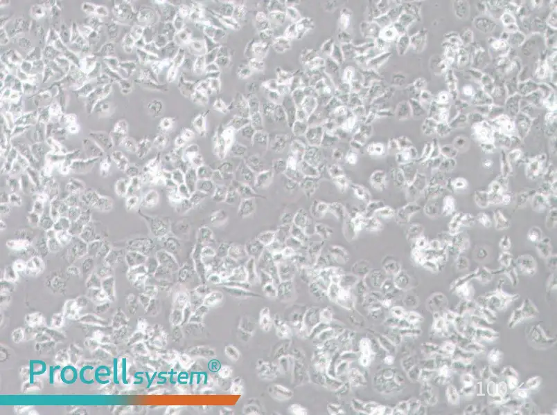 NCI-H23 Cell Complete Medium - 2
