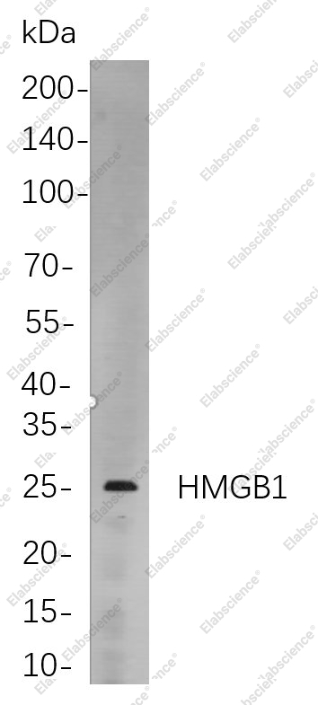 Recombinant HMGB1 Monoclonal Antibody - 1