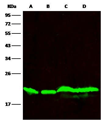 Recombinant SMAC/Diablo Monoclonal Antibody - small - 3