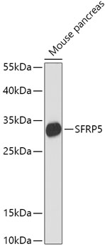 Western blot analysis of extracts of Mouse pancreas using SFRP5 Polyclonal Antibody at dilution of 1:1000.