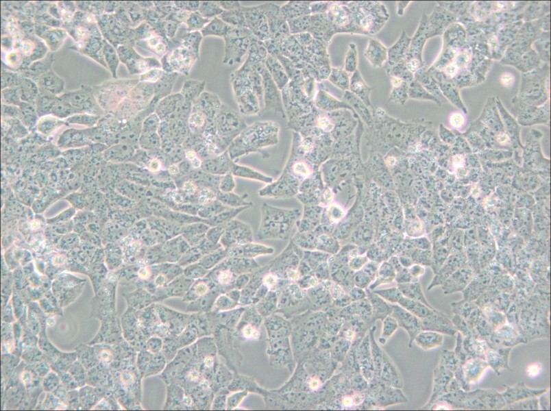 UMR-106 Cell Complete Medium - 5