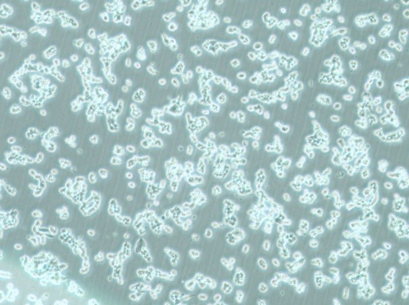 alpha TC1 clone 6 Cell Complete Medium - 6