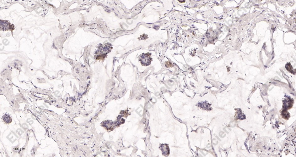Recombinant ALIX Monoclonal Antibody - 2