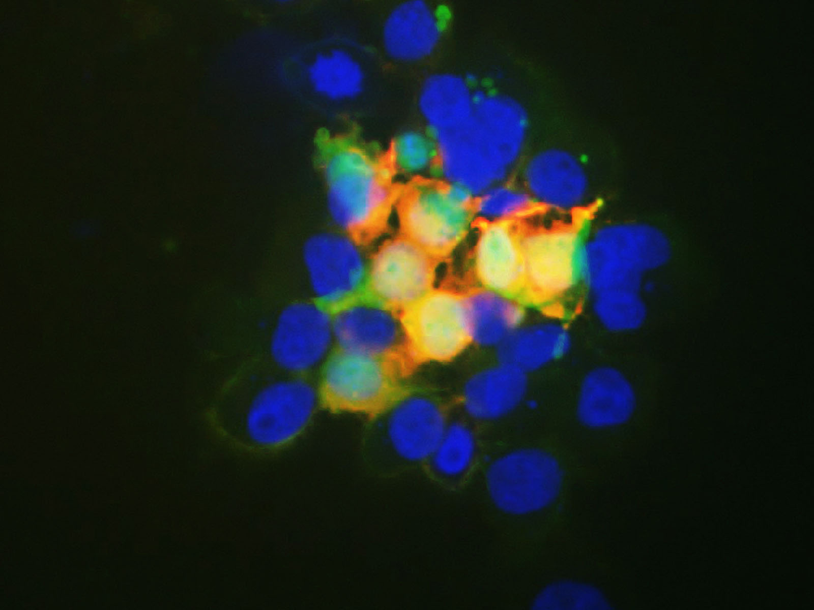 PE/Cyanine7 Rat IgG2b, κ Isotype Control[LTF-2]-产品推荐-1