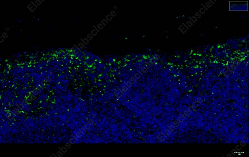 Recombinant p38 Monoclonal Antibody - 5